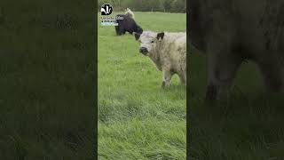 Welcome our new White Galloway Cattle to Rutland Water Nature Reserve [upl. by Brose]