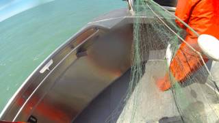 Gill netting in Alaska for Sockeye Salmon  GoPro3 [upl. by Schulein727]