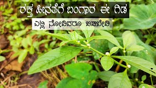 ಈ ಗಿಡದ ಉಪಯೋಗ ನಿಮಗೆ ಗೊತ್ತಾ Honagone Soppu benefits in Kannada  Alternanthera Sessilis  Food Media [upl. by Thatch553]