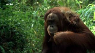 Orang Utans auf Borneo HD Video [upl. by Anoiuq]