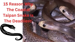 quotUnveiled The Terrifying Truth Behind Australia’s Coastal Taipan  You Won’t Believe Fact 7quot [upl. by Neelrak]