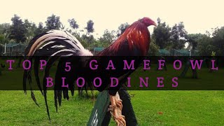 TOP 5 GAMEFOWL BLOODLINES [upl. by Wehttam]