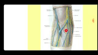 Anatomy  Cubital fossa [upl. by Reibaj259]