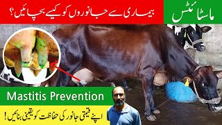 Mastitis Prevention  What is Mastitis Protecting Cows from Mastitis  Proven Tips at PureDesi [upl. by Mureil]