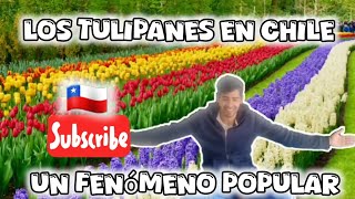 Los Tulipanes en Chile Un Fenómeno Popular 🇨🇱 [upl. by Polik]