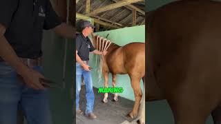 His Horses Hair Helps Cancer Patients [upl. by Ilak]