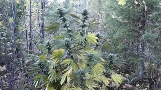 Outdoor Grow October 4 2012 Part 11  Harvest Time [upl. by Aderf]