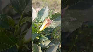 ঔষধি ধুতুরা rabiulsirvlogs flowers gardening agriculture garden nature plants ayurved fruit [upl. by Eileme]