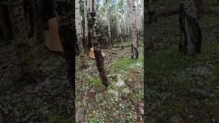 Surprise at Philmont Baldy Town campsite [upl. by Nellie92]