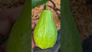 Best natural rooting hormone  How to Propagate guava tree from cutting shorts [upl. by Biondo593]