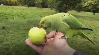 How to get covered in parakeets in London [upl. by Dulci]