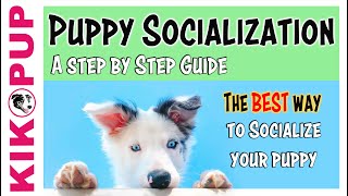 How to Socializing your Puppy or Dog Breed with other Dogs and People Training by Baadal Bhandaari [upl. by Bevers]