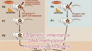 EPIGENETIC INHERITANCE  DNA methylation  Histone modifications [upl. by Bambi]