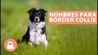 NOMBRES para perros BORDER COLLIE  Machos y hembras [upl. by Mccartan]