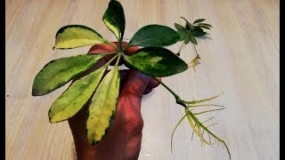 How to grow Schefflera plant from single leaf very easy [upl. by Ala]