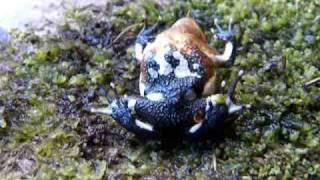 Movement of tadpoles within vocal sacs of Darwins frogs [upl. by Ynot]