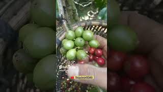 Cara Panen Buah Kopi 2024  Part 4 [upl. by Yentnuoc]