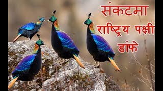 चोरी शिकारी र बासस्थानको अभावले संकटमा डाँफे  National bird danfe [upl. by Liahus664]