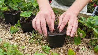 How To Make New Strawberry Plants Out Of Runners And Plant Tea Bushes [upl. by Darin428]