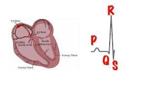 The basics of the ECG in 5 min [upl. by Winslow]