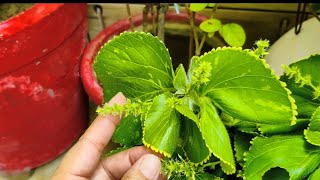 Acalypha plant ko cutting Se kaise gro Karen 🌿 aur uski care 🌿howtogrowacalyphaplant cutting [upl. by Steen113]