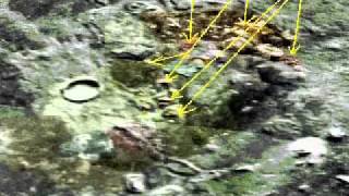 Debunk This  Undeniable Proof  Mars Has Life On It Leaked NASA Archives Part 1 [upl. by Anelehs]