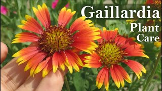 Gaillardia Flower  Gaillardia Plant Care  Blanket flower [upl. by Odrautse]