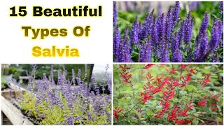 15 Different Types Of Salvia Flower Salvia Flowers Varieties [upl. by Shama569]