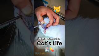 Doctor saves the cats life Poor cat cat catvideos cutecat biral poorcat catlover [upl. by Sallee]