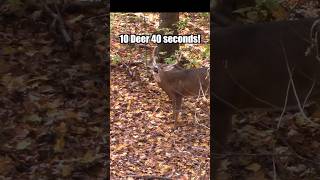 🔥Bow Hunting Compilation🏹Deer Hunting Highlight bowhunting deerhunting hunting [upl. by Lamont]