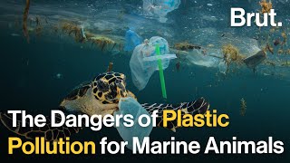 The Hidden Dangers of Plastics Pollution for Marine Animals [upl. by Erdnaed]