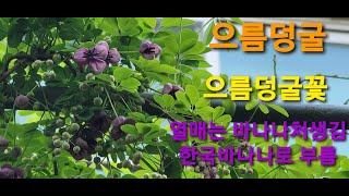 으름덩굴 Akebia quinata 꽃색은 자주색 꽃말은 재능☆☆☆ 으름덩굴꽃  열매가 바나나처럼생겨 한국바나나 로 부르기도함 초코릿향이 은은하게 퍼지는 꽃향기☆☆☆ [upl. by Tteve]