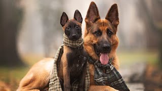 I introduce the Malinois puppies to the German Shepherd Nika Unsuccessful try [upl. by Ayortal311]