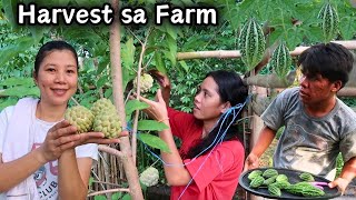 Harvest ng Atis at Native Ampalaya sa Farm  BUHAY PROBINSYA [upl. by Farro]