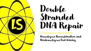 Double Stranded DNA Repair  Homologous Recombination and Nonhomologous End Joining [upl. by Juliet]