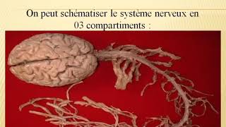 🔴Neurologie Examen Neurologique [upl. by Occor]