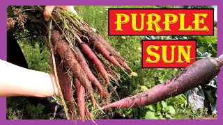 Lila Karotten im Garten anbauen 🥕 Purple Sun 🥕 Lila Möhren Violette Karotten Violette Möhren 4K [upl. by Ayital]