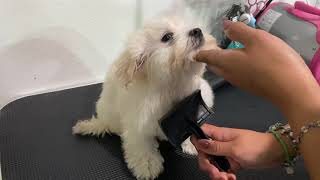 Grooming Maltese Puppy 2 months old [upl. by Lehcnom487]