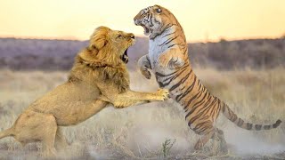 Siberian Tiger In The Battle With One Blow Struck The Lion On The Spot [upl. by Adnat]