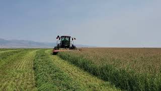 2023 Second Cut Sainfoin Hay [upl. by Atenek90]