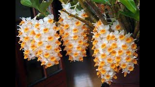 Dendrobium farmeri [upl. by Himelman256]