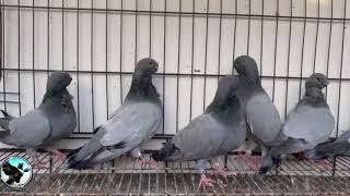 Barless African Owl pigeon [upl. by Banyaz]