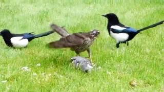 Sparrowhawk catches Wood Pigeon and is then harassed by two Magpies [upl. by Zysk]