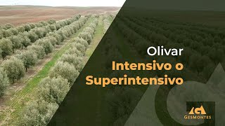 Olivar Intensivo o Superintensivo [upl. by Aliakam]