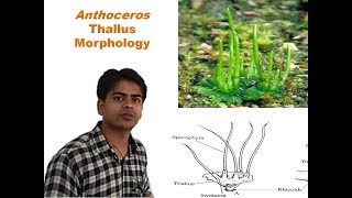 Anthoceros Thallus Morphology [upl. by Pincas193]