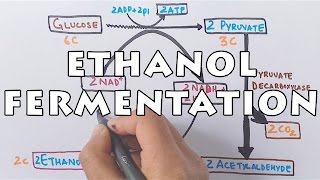 Ethanol Fermentation  Process of Alcohol Formation [upl. by Aecila672]