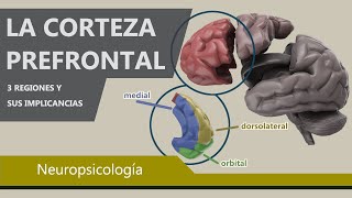 Comportamientos Controlados por la Corteza Prefrontal  Psicología y el cerebro [upl. by Cutcheon]