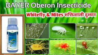 Spiromesifen 240 SC Insecticide  Bayer Oberon  Insecticide  Yellow Mites Pink mite  whitefly [upl. by Phillane148]