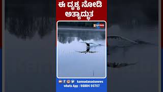 birds duck onwater trendingshorts virulshorts kannadanadunews shorts savebirds [upl. by Lamiv]