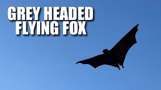 Grey Headed Flying Fox Facts the Australian FRUIT BAT 🦇 [upl. by Silrak]